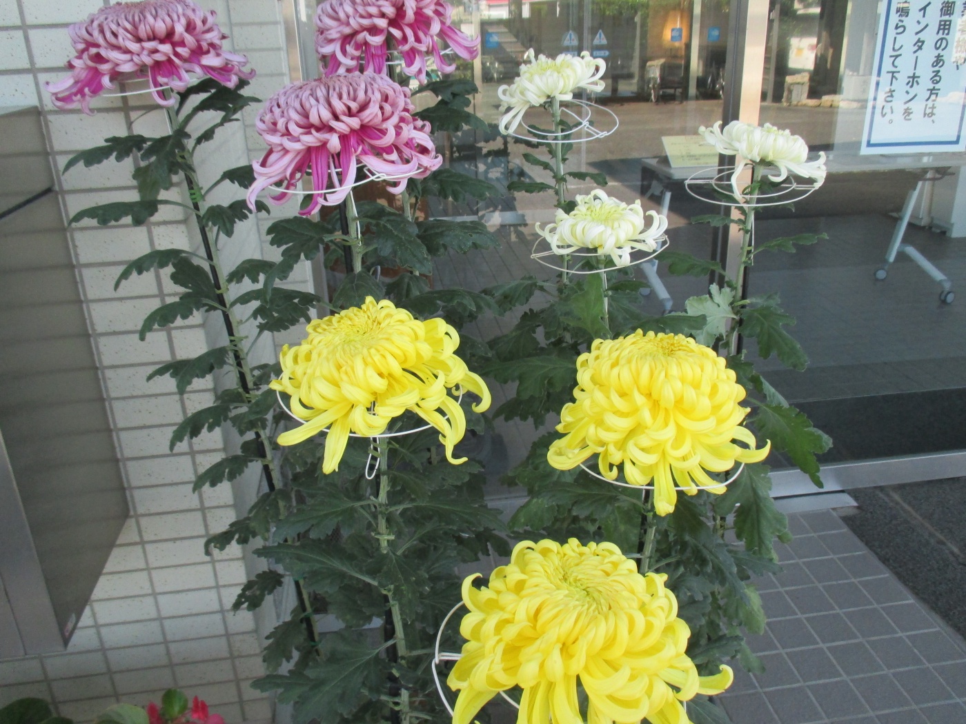 大輪の菊 新着情報 香川県高松市十川西町 特別養護老人ホーム すみれ荘 社会福祉法人はつき会